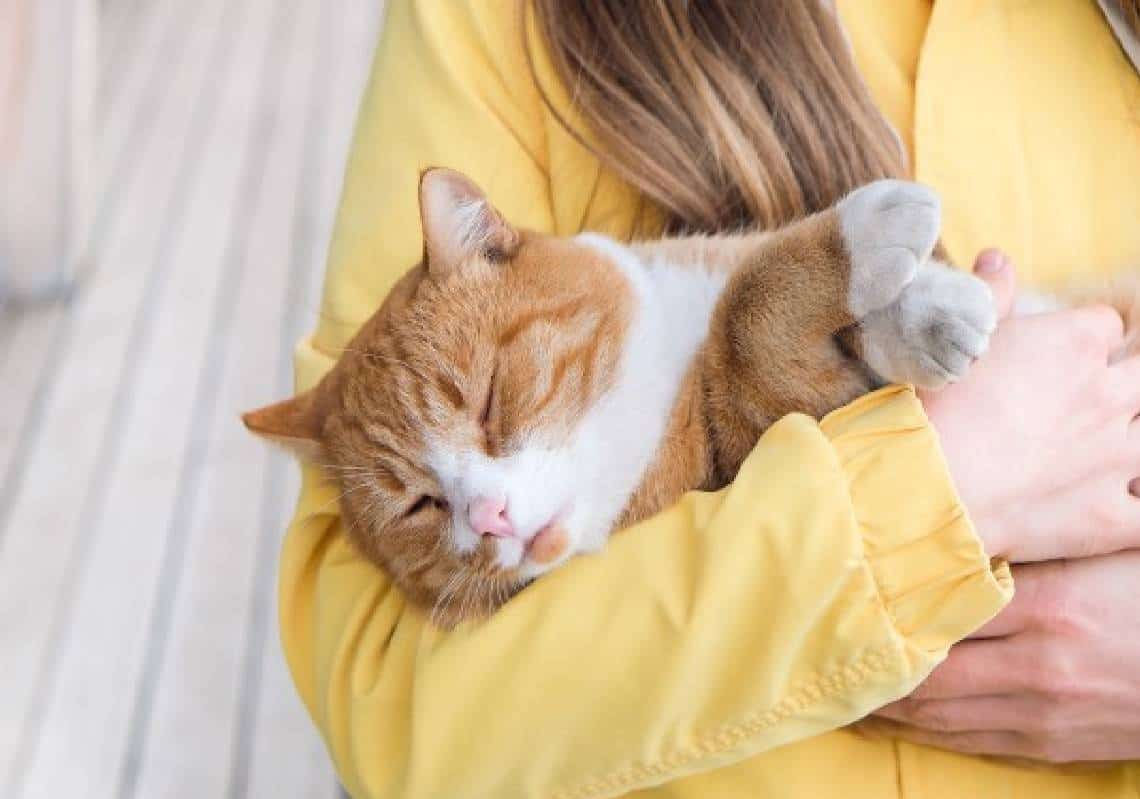 קולורדו: חתולת-בית נדבקה באבעבועות שחורות לאחר שבאה במגע ממכרסם
