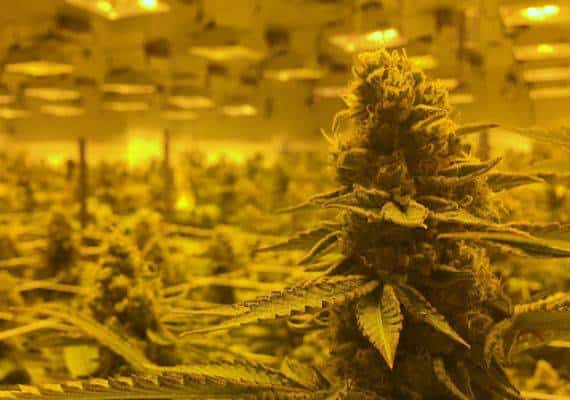 לוס אנג'לס: למרות הלגליזציה, בעיר פועלים עסקים לא חוקיים רבים למכירת קנאביס - ולא משלמים מסים