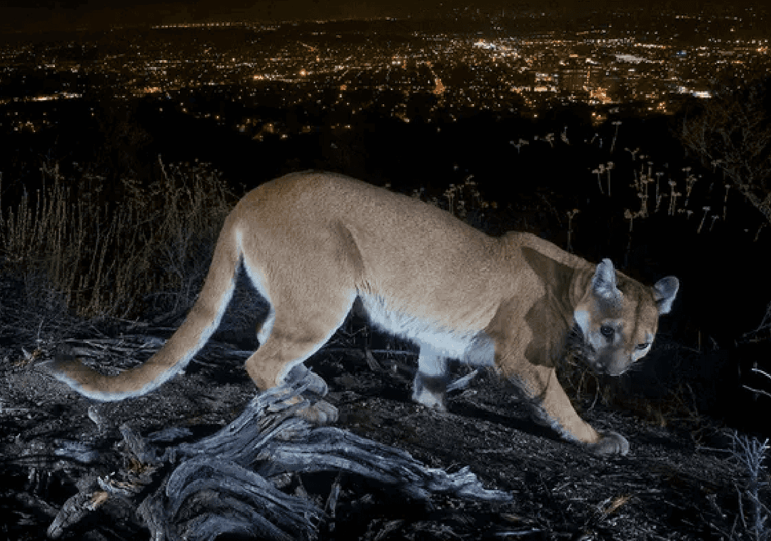 סן פרננדו ואלי: אזהרה לציבור אחרי תקיפה של פומת הרים