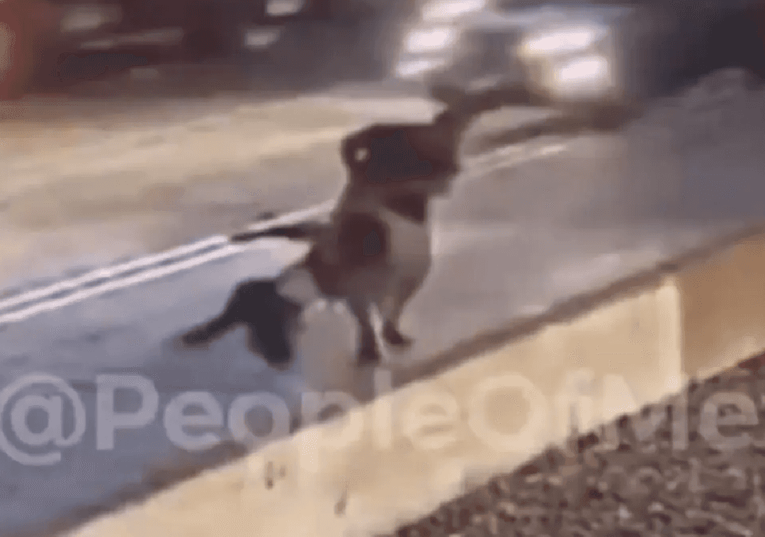 תיעוד קשה לצפייה מלוס אנג'לס: גבר מתעלל באישה אקראית ומנסה לדחוף אותה לכביש סואן