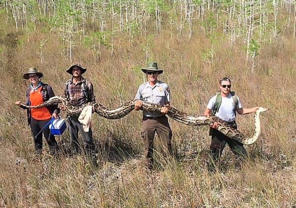 הגדול בתולדותיה: כזה נחש עוד לא נראה בפלורידה