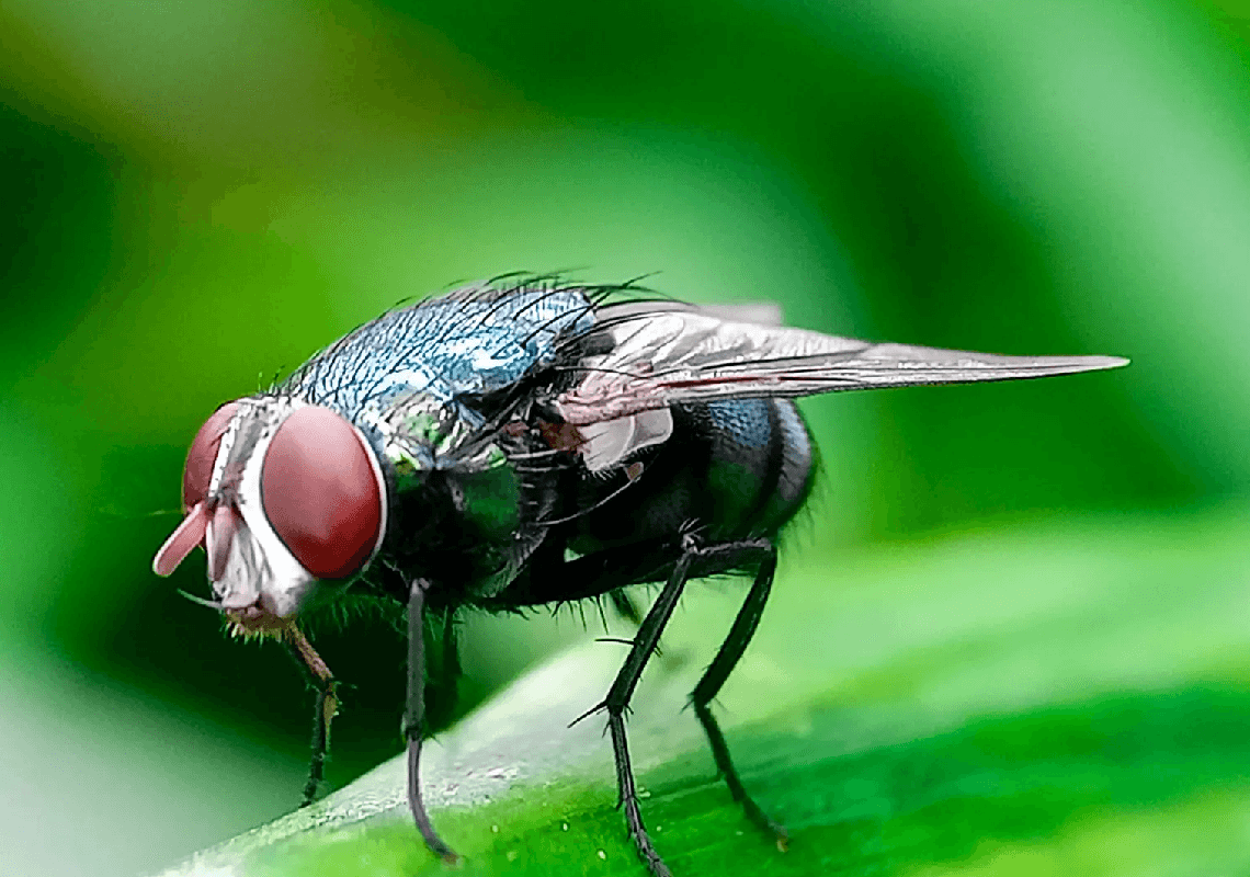 חשש להתפשטות טפיל קטלני: ארה"ב מציבה דד-ליין למקסיקו