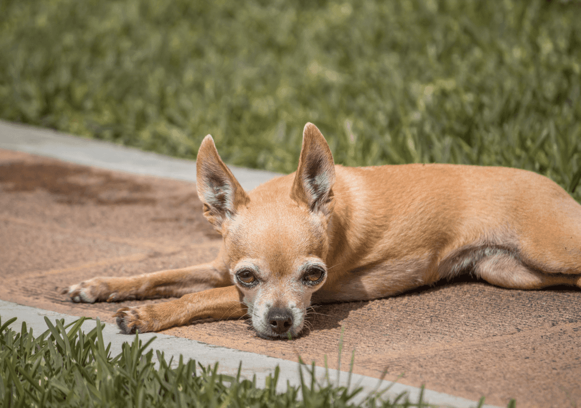 קצינים מברלין ביצעו החייאה לצ'יוואווה