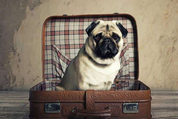 אם שטים לא מלטפים: חברת ספנות מובילה לא תאפשר להפליג עם חיות מחמד 