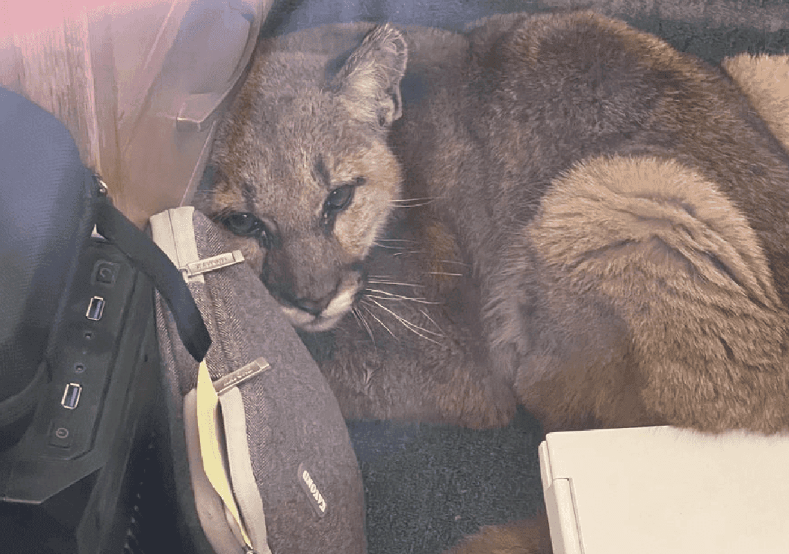 בהלה בקליפורניה: דקות לפני פתיחת שערי בית הספר - פומת הרים התגלתה באחת הכיתות