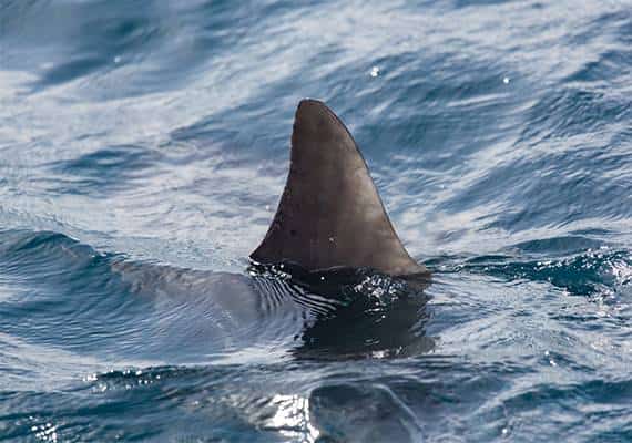 פלורידה: גבר ננשך ע"י כריש, מצבו קשה מאוד