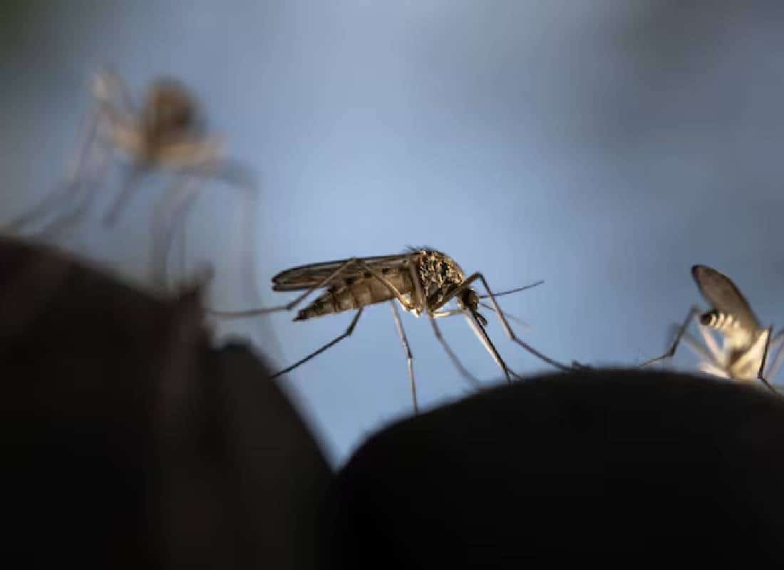 נגיף יתושים קטלני גורם לתושבים במסצ'וסטס להשאר בבתים בלילה
