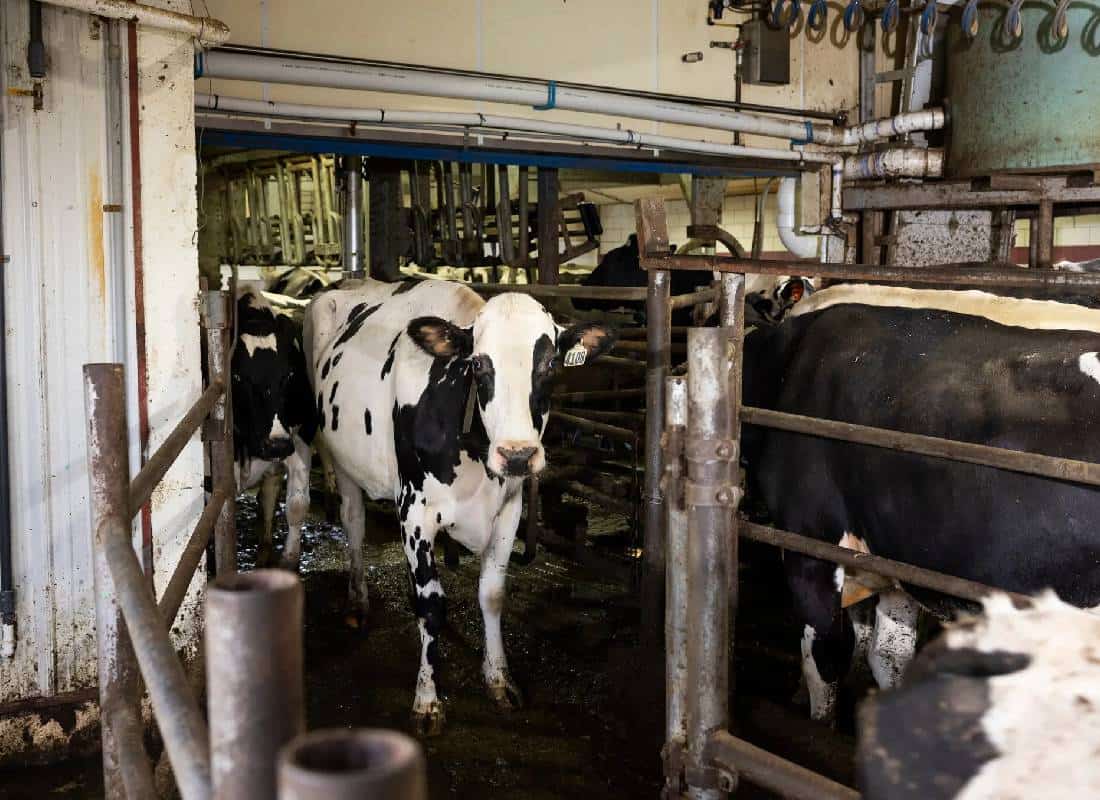 שפעת העופות במשק החלב האמריקאי: הממשל מכריז על בדיקות חובה בחלב גולמי