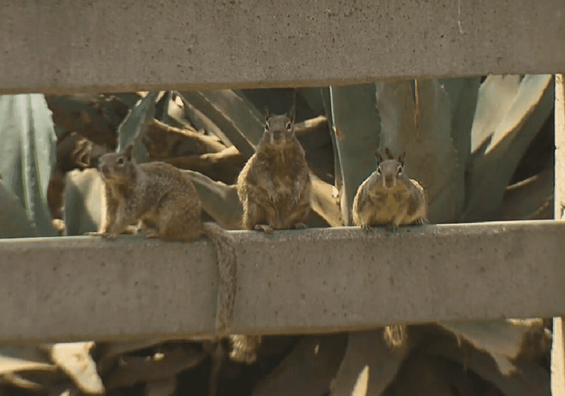 מכת סנאים: תושבי לוס אנג'לס מודאגים מהתפשטות בלתי נשלטת