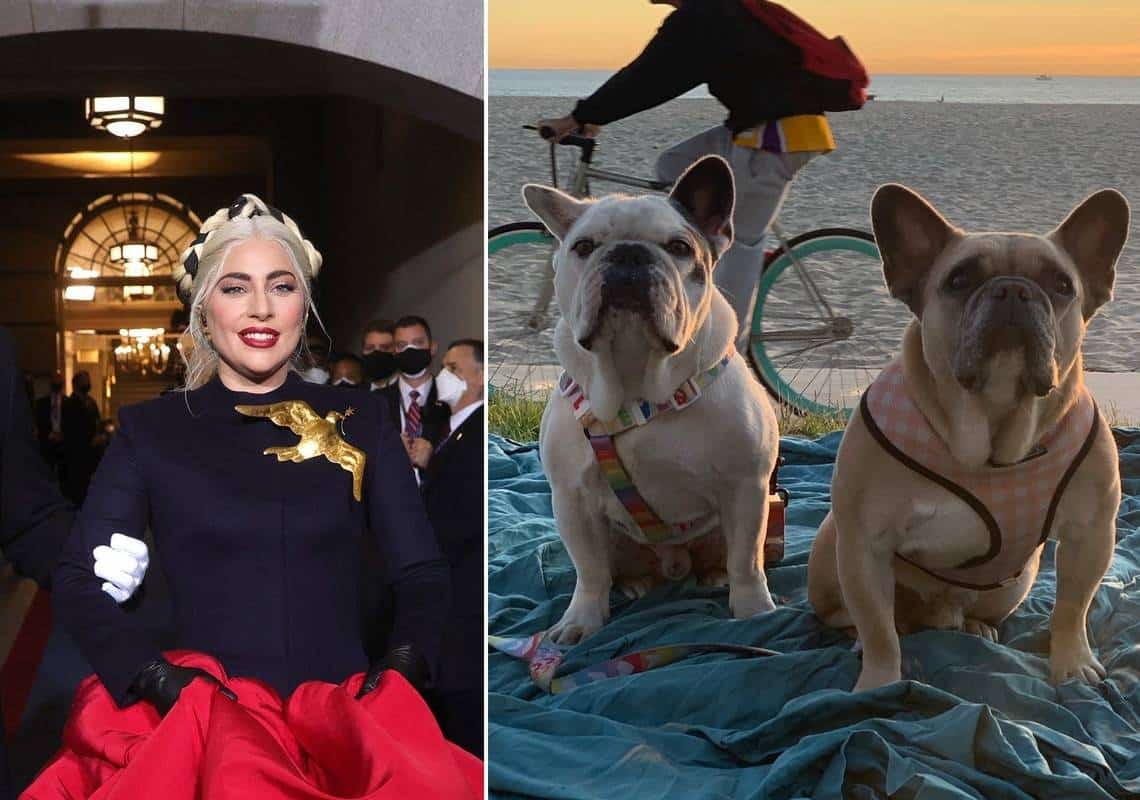 לוס אנג'לס: 5 נעצרו בחשד לחטיפת כלביה של ליידי גאגא וירי ב"דוג ווקר"