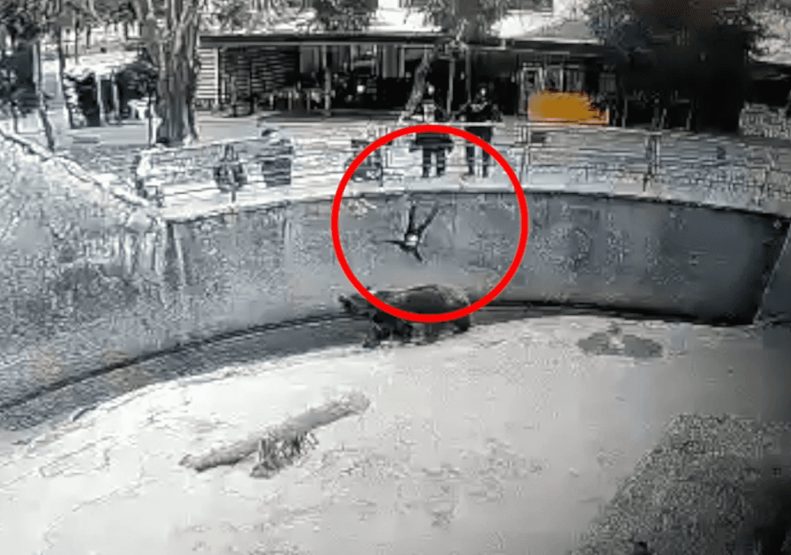 חשד לניסיון רצח: אמא דחפה את בתה לכלוב דובים