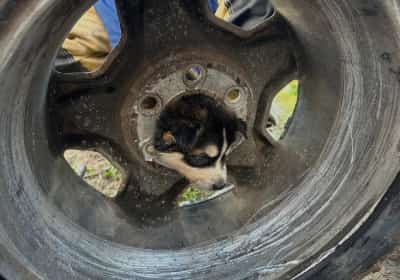 קליפורניה: כך חילצו לוחמי האש גור קטן שנתקע במרכז גלגל מכונית