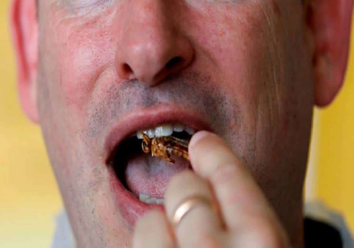 מחפשים לעשות כסף? "שוק חלבוני החרקים עתיד לגדול במאות אחוזים בשנים הקרובות"