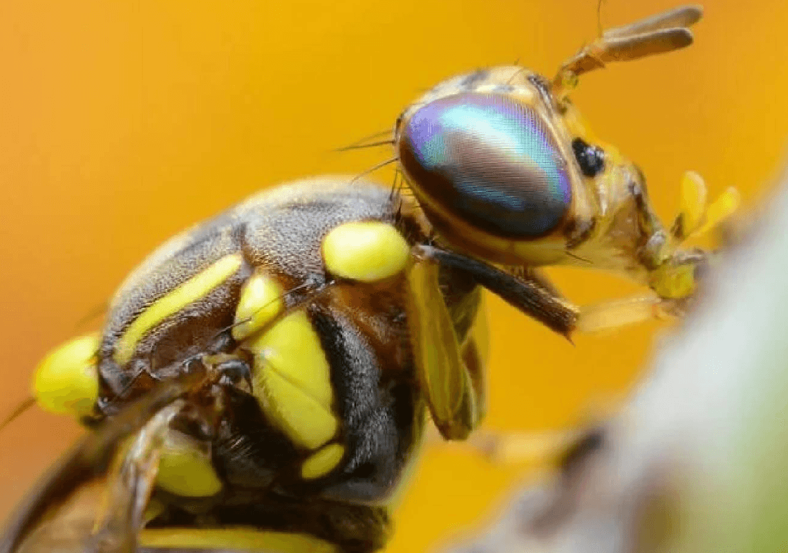 לאחר פלישה "חסרת תקדים": קליפורניה הכריזה ניצחון על זבובי הפירות 