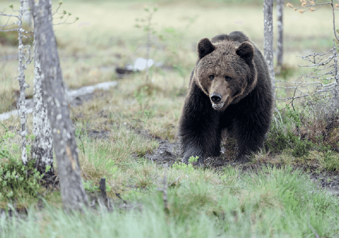 מועמד למועצת עיר בקליפורניה מואשם שהשחית את הבית של האקסית - אך טען: נלחמתי בדוב 