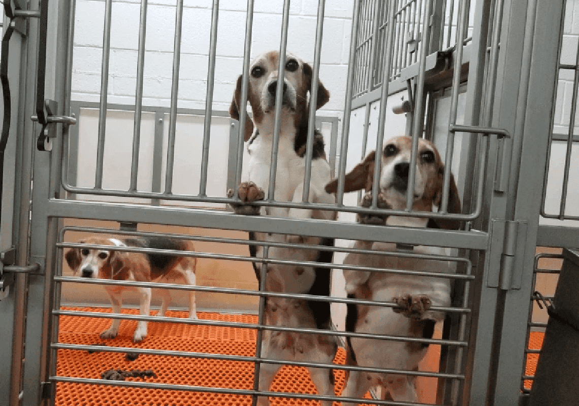 צו ביהמ"ש הוצא נגד מתקן לגידול כלבים - שנקשר בעבר לניסויים אכזריים על ידי ה-NIH