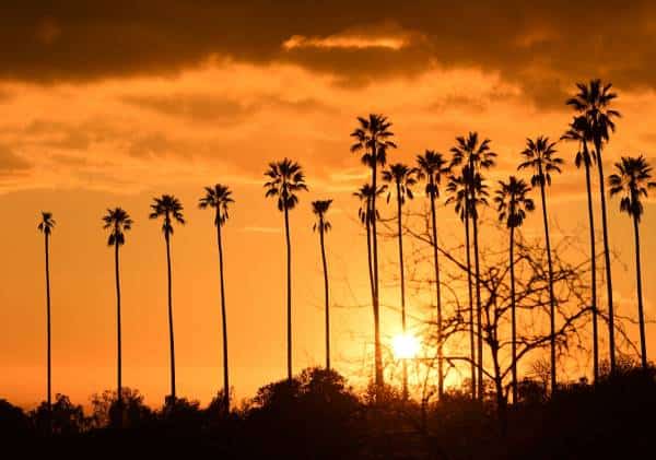 קליפורניה נערכת לקראת גל חום היסטורי: שיאי טמפרטורה צפויים להישבר בסופ"ש, חשש לשריפות והפסקות חשמל