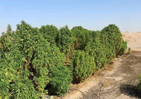 דרום קליפורניה: מעל ל-1,700 צמחי קנביס הוחרמו ע"י הרשויות