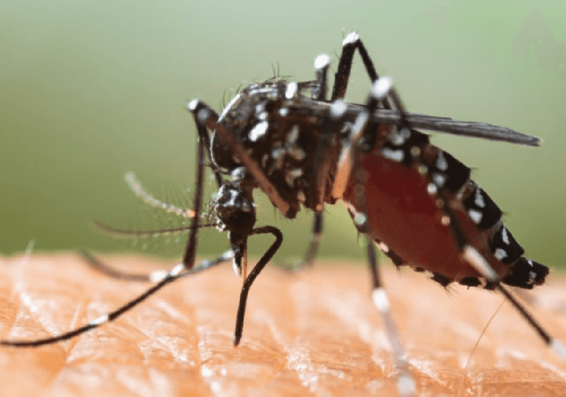 מקרה ראשון בלוס אנג'לס של קדחת הנילוס המערבי: "אין חיסונים או תרופות נגד"