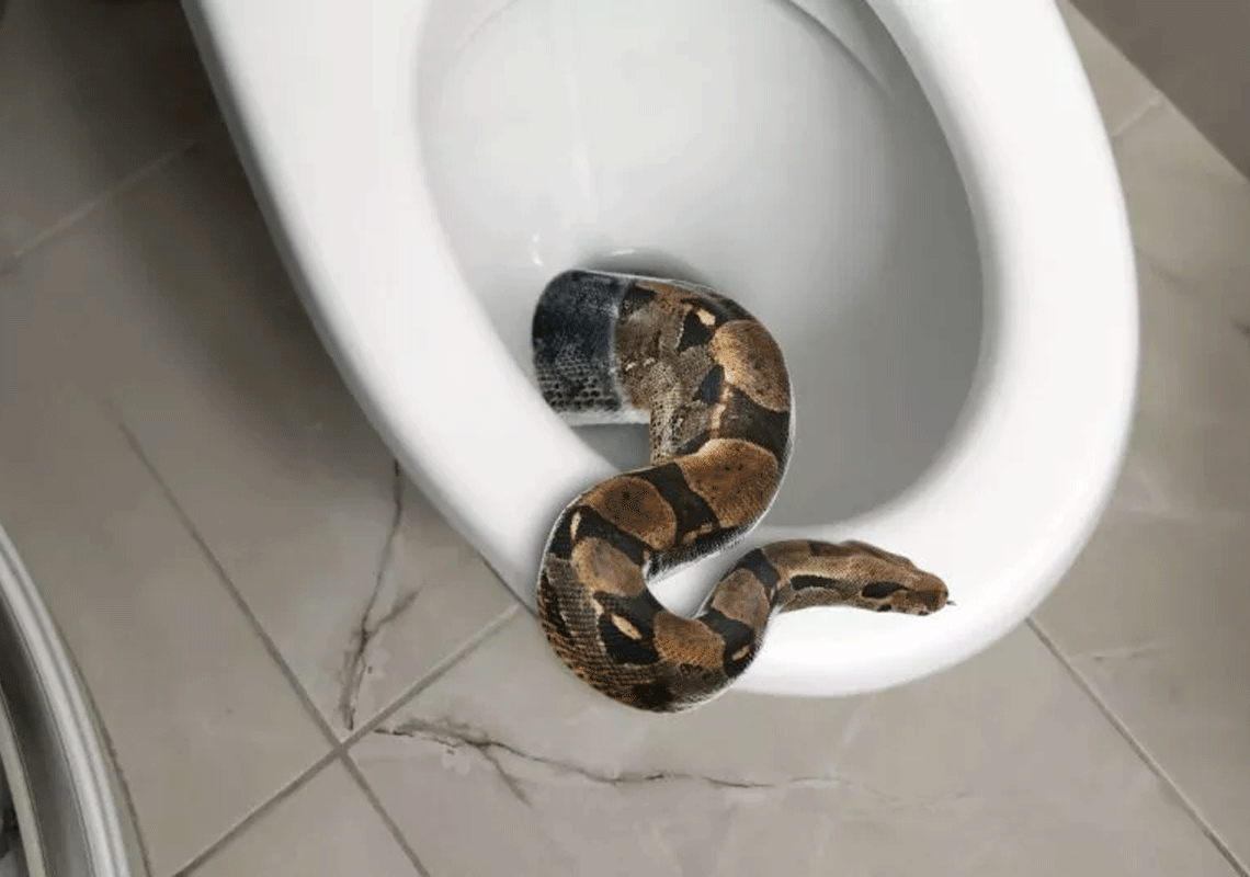 בידקו היטב מתחת למושב האסלה: תושב לוס אנג'לס איבד נחש ענק - "הוא מסוגל לטרוף כלבים וחתולים"