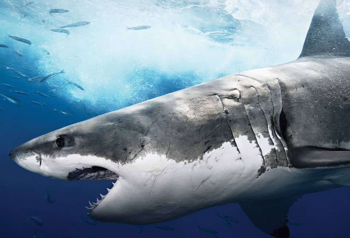 ‏פלורידה: המדענים מודאגים מכרישים... שיהפכו 'מסטולים' מקוקאין ‏