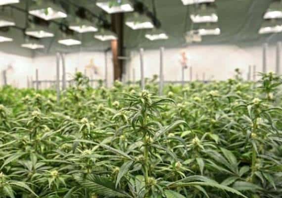 ניו ג'רזי- יעד לגליזצית המריחואנה הבא?