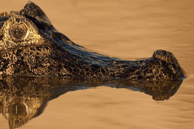 זה זוחל: בואו לפגוש טורפים פרהיסטוריים שעדיין זוחלים בבוסטון