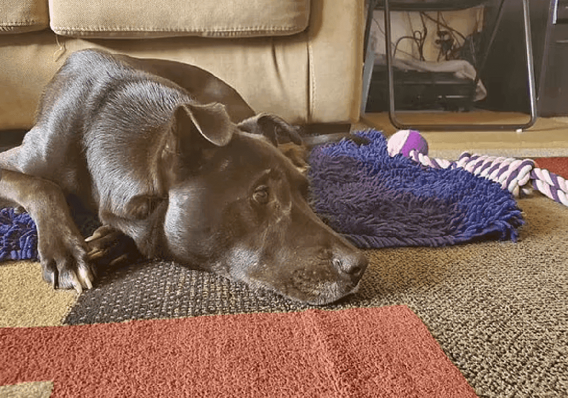 קליפורניה: גבר ירה למוות בגולדן רטריבר של השכן שלו - בגלל שרדף אחרי סנאי 