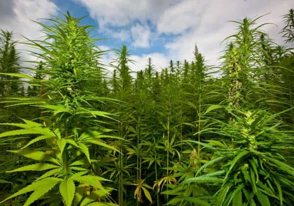 מתחם עצום לגידול מריחואנה התגלה בקליפורניה: מאות צמחים הוחרמו