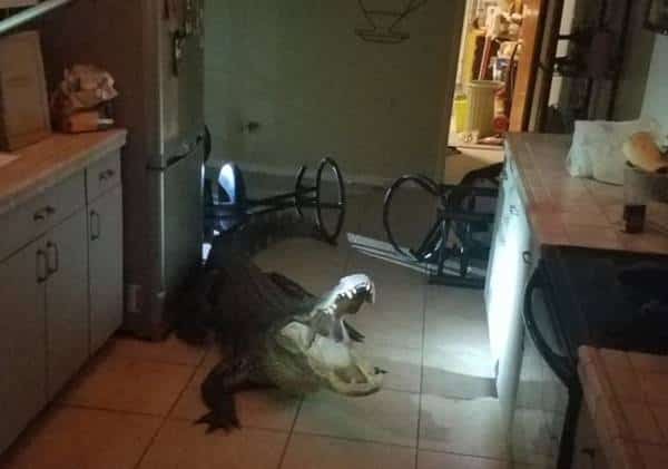 הפתעה במטבח: התעוררה משינה וגילתה תנין עצום בבית‎