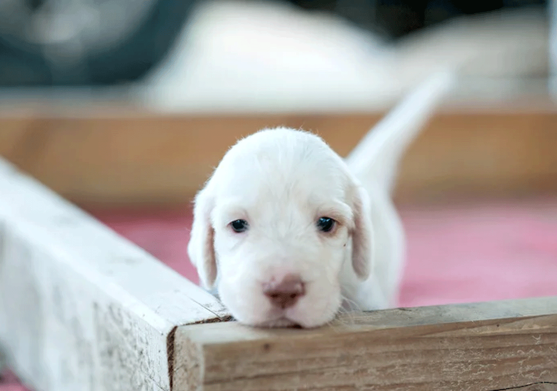 הצמיד כרית לראשו של הגור ואמר - "זה או את או הכלב": תושב לוס אנג'לס נקם באופן אכזרי בבת זוגו לשעבר