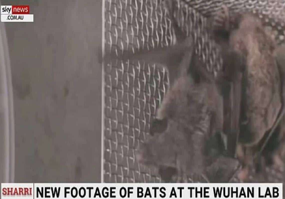 צפו: נחשף סרטון של עטלפים צולמו במעבדת ווהאן - ראיות חד משמעיות להתעסקות ביולוגים עם היונקים