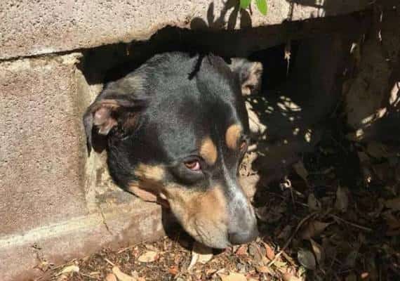 צפון קליפורניה: חילוץ מורכב לכלב שראשו נתקע בחומת בטון