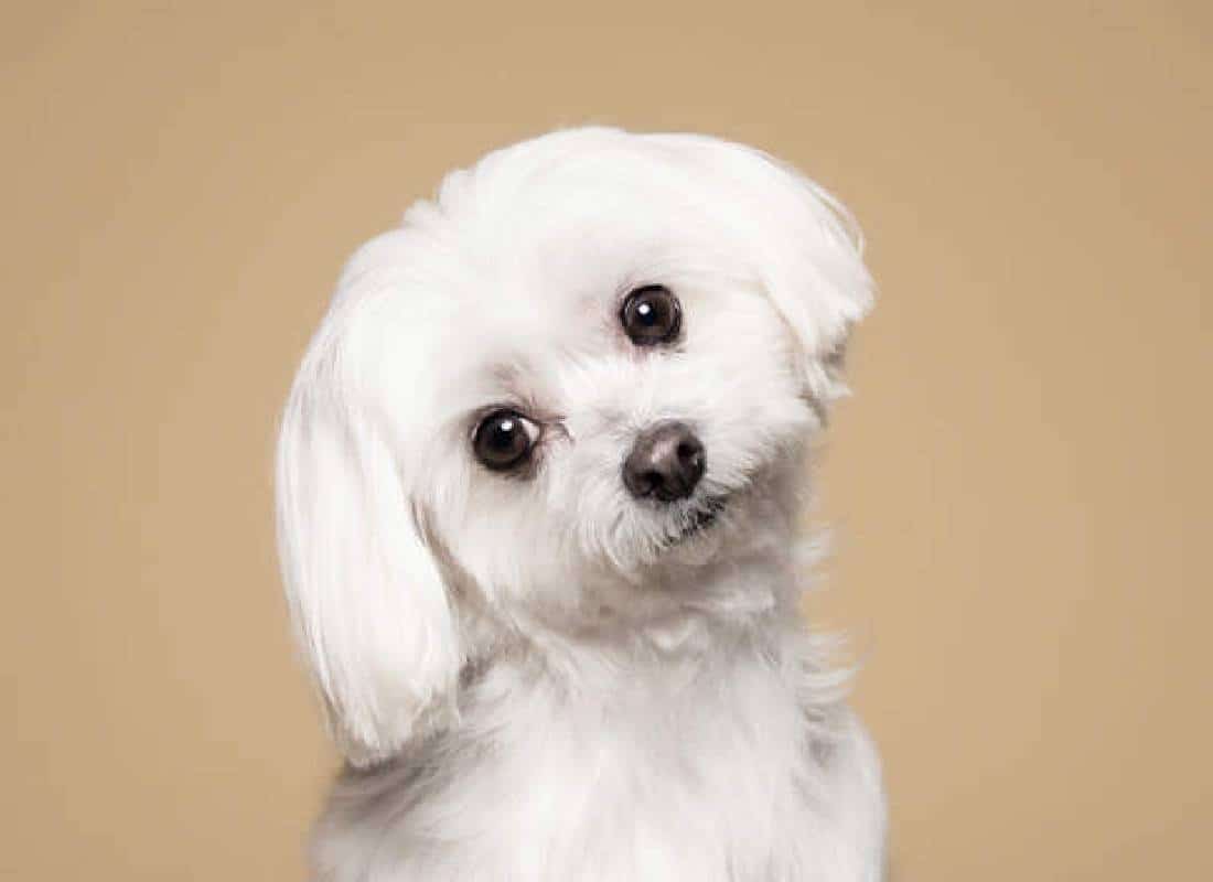 דולצ'ה וגבאנה משיקים בושם חדש לכלבים 