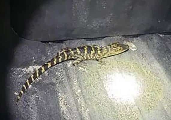 זה תנין במכנסיים שלך או שאת סתם שמחה לראות אותי?