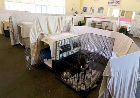 מרגש: אלפי חיות מחמד מצאו בית חדש במהלך חגיגת אימוץ בסן פרנסיסקו