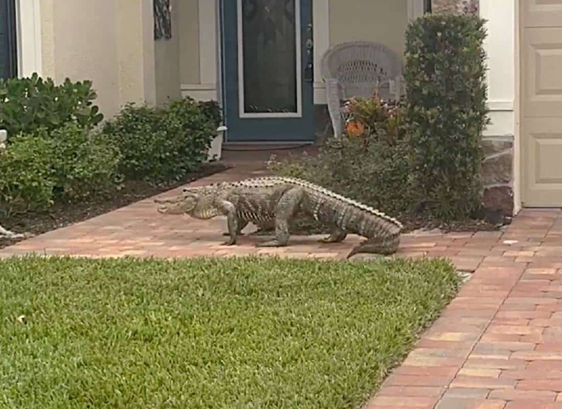"כשתנין נוקש בדלת": מה לעשות כאשר אורח לא קרוא מגיע לחצר ביתך בפלורידה