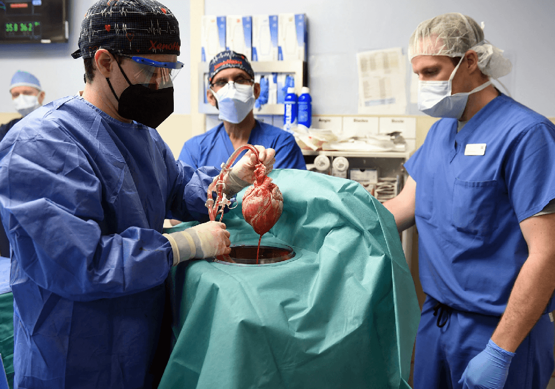 פריצת דרך: לב של חזיר הושתל אצל חולה סופני בבית חולים במרילנד 