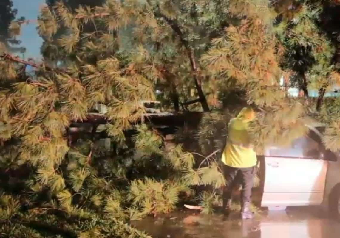 כאוס בוודלנד הילס: עצים קרסו על מכוניות, משאית התנגשה במבנה מסחרי