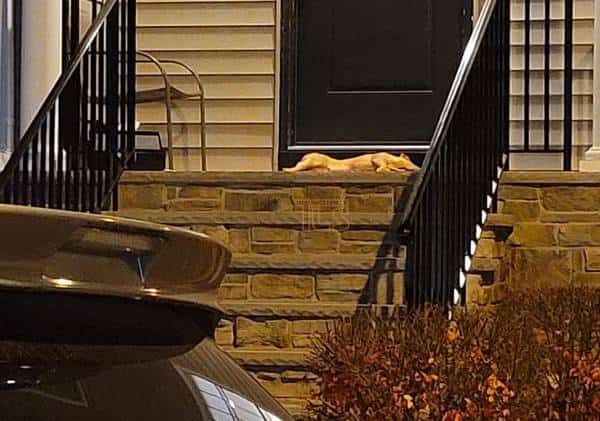 אנטישמיות מזעזעת בניו ג'רזי: חזיר מת הושאר מחוץ לביתו של רב