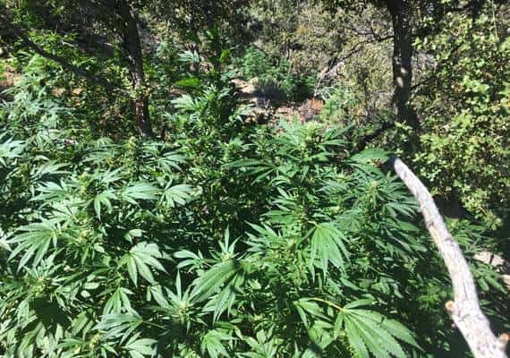 דרום קליפורניה: 10 אלף צמחי מריחואנה נמצאו ביער לאומי