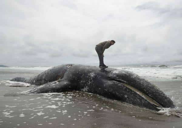 כמות הלוויתנים המתים בסן פרנסיסקו הולכת ומתעצמת
