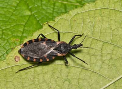 חרק הנשיקה מתפשט בארה"ב: מאות אלפים נדבקו במחלת צ'אגאס