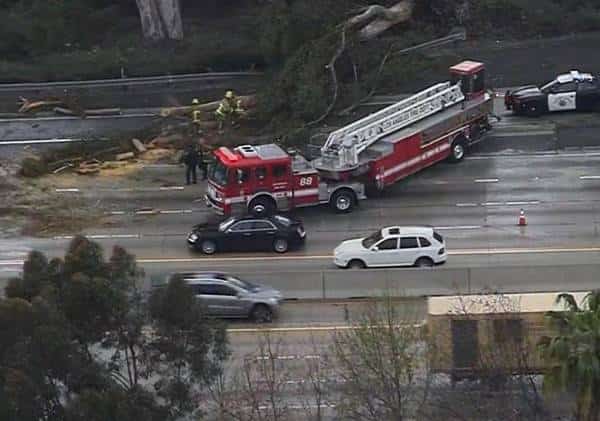 סערה חורפית בלוס אנג'לס: עץ קרס בכביש 405 בשרמן אוקס, שלג בקלבסס