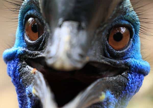 לאמיצים בלבד: "העוף המסוכן בעולם" הרג את בעליו וכעת מוצע למכירה