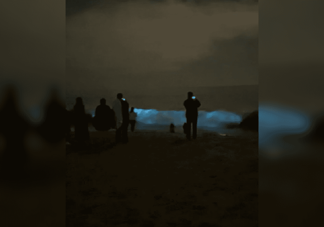 פלנקטון בקליפורניה: תופעת הטבע המהפנטת נצפתה בדרום המדינה