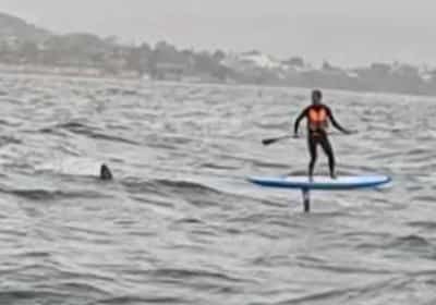 רגעים של אימה מול חופי סנטה ברברה: כריש ענק עקב אחרי גולש לאורך קילומטרים
