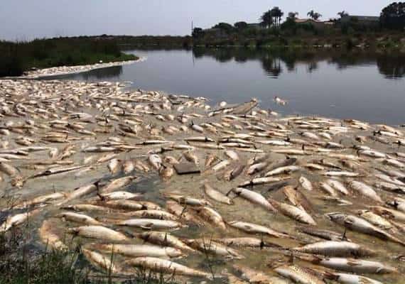 תעלומה בקליפורניה: מה גרם למותם של מאות דגים במליבו?