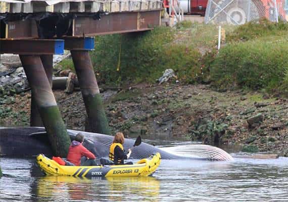 מראה נדיר: גווית לוויתן עצום נסחפה למרינה באוקלנד