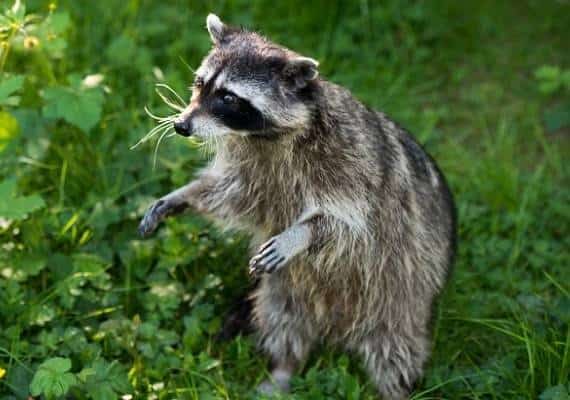 הדביבונים משתלטים על ניו יורק ומפיצים כלבת